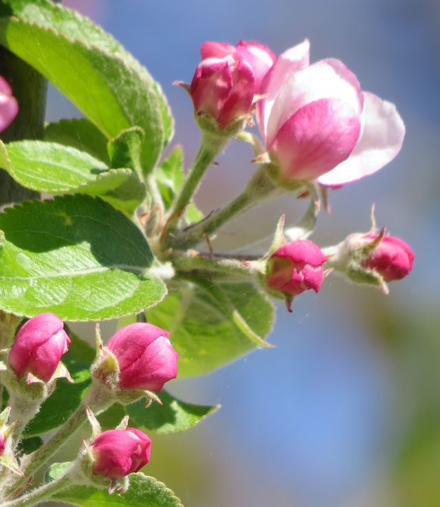 Dieser Blütenzauber-Mai ist zur Hälfte schon vorbei. Sonnenglanz mit reichlich Regen ist für die Natur ein Segen. Hell Gesang in leuchtend Farben lindert das coronisch Darben.